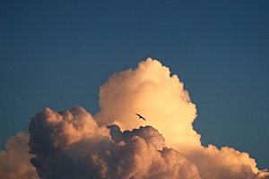 עננים וציפור בשמיים